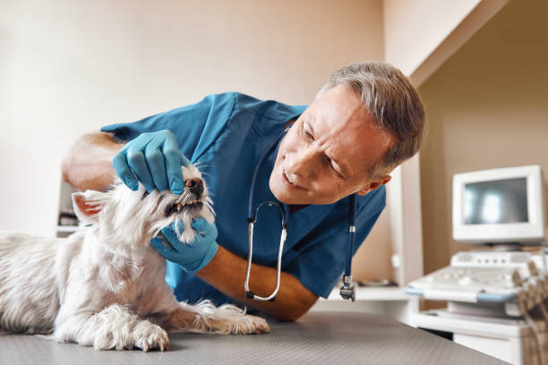  Wilmore, KY Emergency Dentist Pros